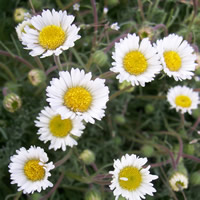 Erigeron compositus